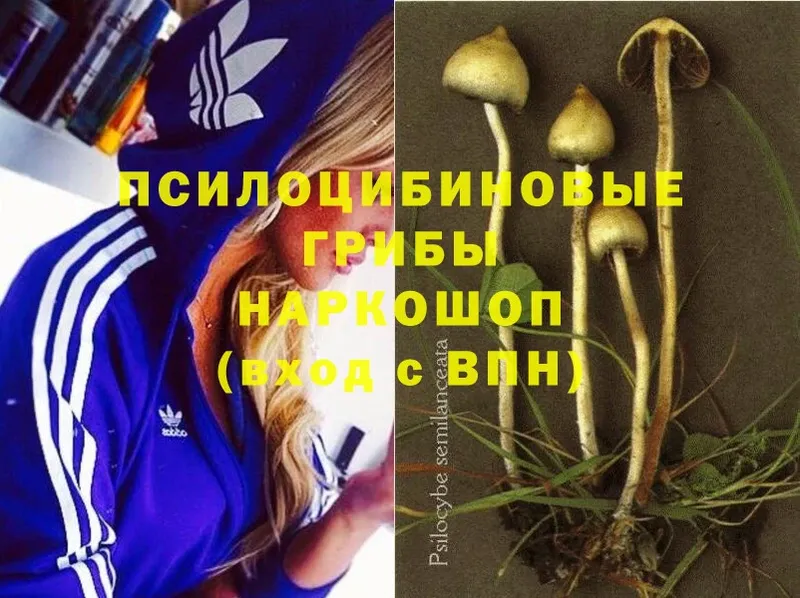 сколько стоит  Кирово-Чепецк  Псилоцибиновые грибы Psilocybine cubensis 